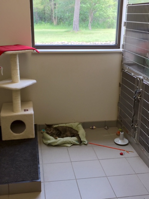 Our hospital cat KiKi relaxing in our cat ward