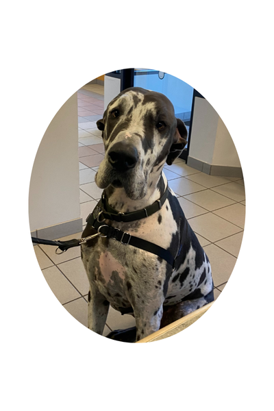 Cute Great Dane